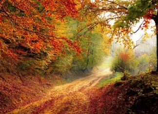 Jak wygląda rok akademicki w Holandii?