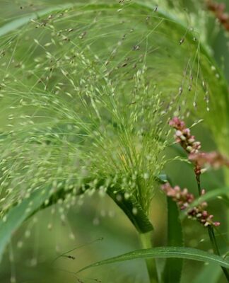 Skąd pochodzi pierwsza forma języka pisanego?