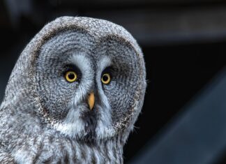 Jak budować siłę psychiczna? Jak budować siłę psychiczna?