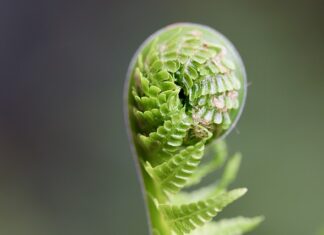 Jak rozwijać liderów?