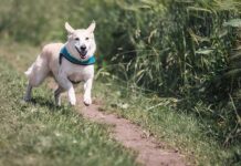 Czy biegać codziennie czy co drugi dzień? Czy biegać codziennie czy co drugi dzień?